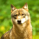 Coyote Sounds & Calls | Indus Appstore | App Icon