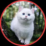 Cute Cat Wallpapers HD | Indus Appstore | App Icon