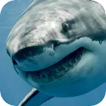 White Shark Video Wallpaper | Indus Appstore | App Icon