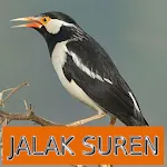 Master Kicau Jalak Suren | Indus Appstore | App Icon