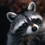 Raccoon Sounds | Indus Appstore | App Icon