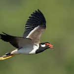 Red-wattled lapwing Bird Sound | Indus Appstore | App Icon