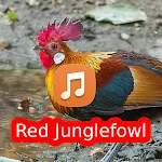 Red Junglefowl Sounds HD | Indus Appstore | App Icon