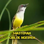 Masteran Ciblek Ngebren | Indus Appstore | App Icon