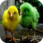 Chicks Wallpapers | Indus Appstore | App Icon