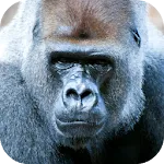 Gorilla Sounds | Indus Appstore | App Icon