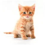 Kitten Sounds | Indus Appstore | App Icon