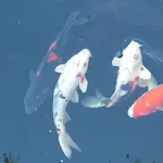 Koi Fish Live Wallpaper | Indus Appstore | App Icon