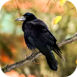 Crow Soundsapp icon