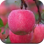 Apple Wallpaper 4K | Indus Appstore | App Icon