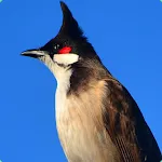 Red-whiskered bulbul | Indus Appstore | App Icon