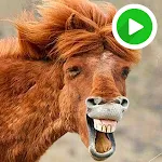 Funny Animal Animated Sticker | Indus Appstore | App Icon