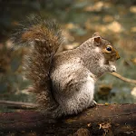 Squirrel Calls | Indus Appstore | App Icon