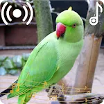 Parrot Sounds Ringtone | Indus Appstore | App Icon