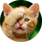 Funny Cat Stickers - WASticker | Indus Appstore | App Icon