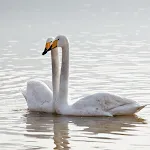 Swan water bird wallpaper | Indus Appstore | App Icon