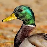 Duck Sounds | Indus Appstore | App Icon