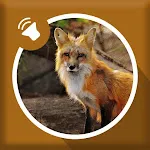 Fox Sounds | Indus Appstore | App Icon