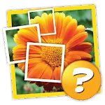 1 Pic 1 Word: What's the word? | Indus Appstore | App Icon