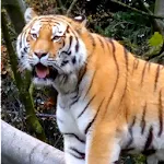 Tiger 3d Live Wallpaper | Indus Appstore | App Icon