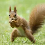 Squirrel Sounds | Indus Appstore | App Icon