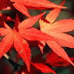 Autumn Live Wallpaper | Indus Appstore | App Icon