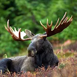 Moose Calls | Indus Appstore | App Icon