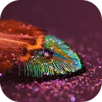 Feather Live Wallpaper | Indus Appstore | App Icon