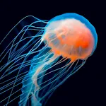 Jellyfish Wallpapers | Indus Appstore | App Icon