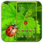 Ladybug Leaf Theme | Indus Appstore | App Icon