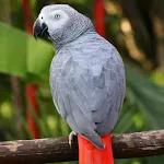 African grey parrot Sounds | Indus Appstore | App Icon