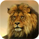 Lion Wallpapers HD | Indus Appstore | App Icon