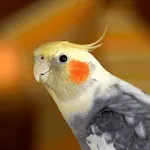 Cockatiel Sounds | Indus Appstore | App Icon