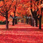 Autumn Trees Theme | Indus Appstore | App Icon