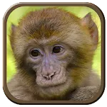 Monkey Sounds | Indus Appstore | App Icon