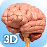 Brain Anatomy Pro. | Indus Appstore | App Icon