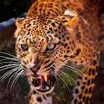 Leopard Wallpapers | Indus Appstore | App Icon