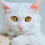 Talking Cute Cat | Indus Appstore | App Icon