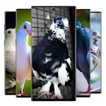 Pigeon wallpaper | Indus Appstore | App Icon