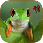 Sounds of frog | Indus Appstore | App Icon