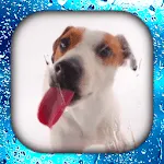 Dog Licks Screen Wallpapers 3D | Indus Appstore | App Icon