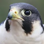 Peregrine Falcon Sounds | Indus Appstore | App Icon