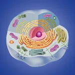 Cell biology | Indus Appstore | App Icon