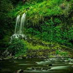 Rainforest Sounds | Indus Appstore | App Icon