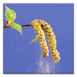 Pollen forecast | Indus Appstore | App Icon