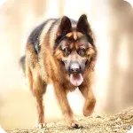 German Shepherd Wallpapers | Indus Appstore | App Icon