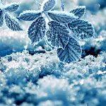 Winter Live Wallpaper | Indus Appstore | App Icon