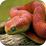 Snake Wallpaper 4K | Indus Appstore | App Icon