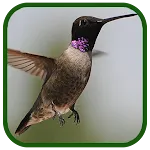 Birds Images App | Indus Appstore | App Icon