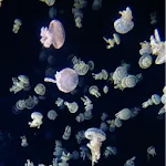 Jellyfishes 3d Live Wallpaper | Indus Appstore | App Icon